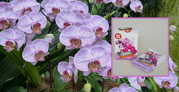 Orkide Besleyen